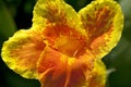Canna flower close up Royalty Free Stock Photo