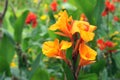 Canna flower Royalty Free Stock Photo