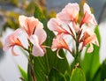 Canna flower Royalty Free Stock Photo