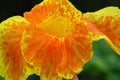 Canna flower