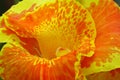 Canna flower Royalty Free Stock Photo