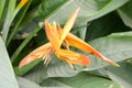 Canna flower