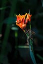 Canna flower orange-yellow color, with filament, insects, corners and bees Royalty Free Stock Photo