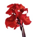 Canna flower, Red canna lily with leaf, Tropical flowers isolated on white background, with clipping path Royalty Free Stock Photo