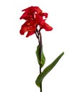 Canna flower, Red canna lily with leaf, Tropical flowers isolated on white background, with clipping path Royalty Free Stock Photo