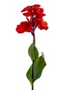Canna flower, Red canna lily with leaf, Tropical flowers isolated on white background, with clipping path