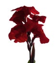 Canna flower, Red canna lily with leaf, Tropical flowers isolated on white background, with clipping path Royalty Free Stock Photo