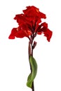 Canna flower, Red canna lily with leaf, Tropical flowers isolated on white background, with clipping path Royalty Free Stock Photo