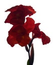 Canna flower, Red canna lily, Tropical flowers isolated on white background, with clipping path Royalty Free Stock Photo