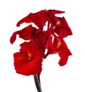 Canna flower, Red canna lily, Tropical flowers isolated on white background, with clipping path Royalty Free Stock Photo