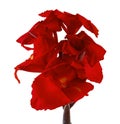 Canna flower, Red canna lily with leaf, Tropical flowers isolated on white background, with clipping path Royalty Free Stock Photo