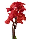 Canna flower, Red canna lily, Tropical flowers isolated on white background, with clipping path Royalty Free Stock Photo