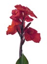 Canna flower, Red canna lily, Tropical flowers isolated on white background, with clipping path Royalty Free Stock Photo