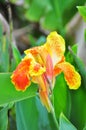 Canna flower Royalty Free Stock Photo