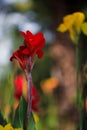 Red canna flower with bokeh and flower background Royalty Free Stock Photo