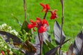 Canna generalis