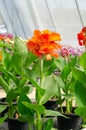 Canna generalis or canna lily in flower pot