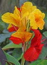 Canna generalis cleopatra Royalty Free Stock Photo