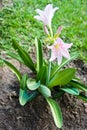 Canna generalis