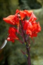 Canna generalis President