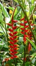 Canna generalis trees and flowers in Maleka, Malaysia