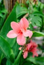 Canna glauca flower growing in Vietnam Royalty Free Stock Photo