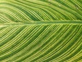 Canna green leaf texture for background Royalty Free Stock Photo