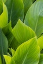 Canna green leaves background Royalty Free Stock Photo