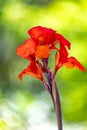 Canna hybrida Rodigas, flower Canna or canna lily, flowering plants in the family Cannaceae. Santander department, Colombia