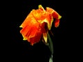 Canna, Indian Shot flowers isolated on black background. Royalty Free Stock Photo