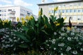 Canna indica blooms with yellow flowers in a flower bed in August. Berlin, Germany Royalty Free Stock Photo