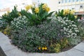 Canna indica blooms with yellow flowers in a flower bed in August. Berlin, Germany Royalty Free Stock Photo