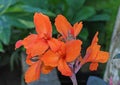 Canna indica cannaceae Royalty Free Stock Photo