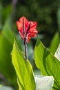 Canna Indica flower blooming