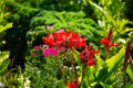 Canna indica, flower from kreta