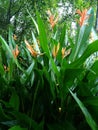 Plants name is canna indica organ coloure flowere. Royalty Free Stock Photo