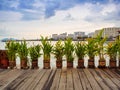 Canna Indica flowers in clay pots at Penang Jetty