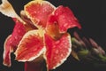 Canna indica L. variety orientalis dark orange and yellow with raindrops on branch