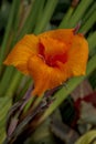 Canna Indica orange and red color flower Royalty Free Stock Photo