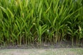 Canna indica plants Royalty Free Stock Photo