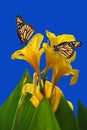 Canna King Midas with two Monarch butterflies