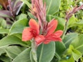 Canna 'Kreta' Royalty Free Stock Photo