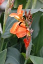 Canna kreta plant Royalty Free Stock Photo