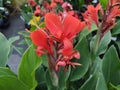 Canna `Kreta` Royalty Free Stock Photo