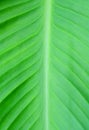 Canna leaf Royalty Free Stock Photo