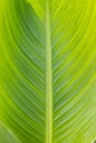 Canna leaf closeup Royalty Free Stock Photo