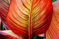 Canna Leaf Closeup Royalty Free Stock Photo