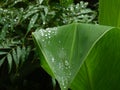 Canna leaf and dew Royalty Free Stock Photo