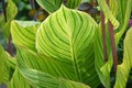 Canna leaf veins and flowers. Royalty Free Stock Photo