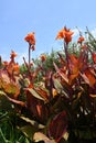 Canna leaf veins and flowers. Royalty Free Stock Photo